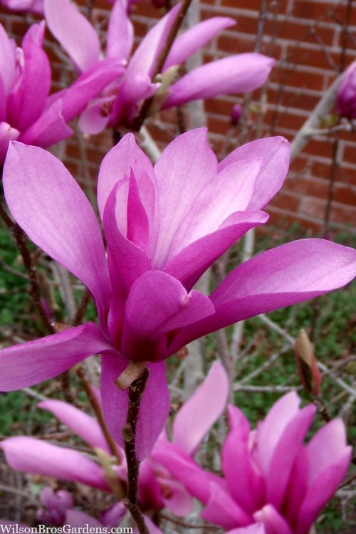 Jane Magnolia Tulip Tree - 5 Gallon Pot