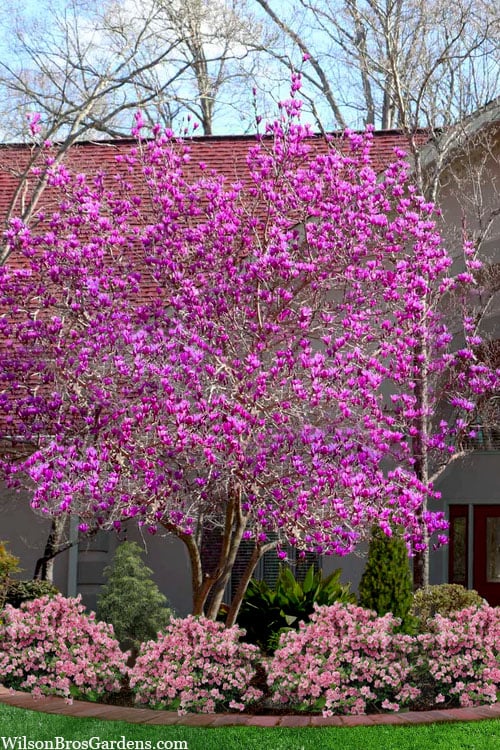  Jane Magnolia Tulip Tree - 1 Gallon Pot