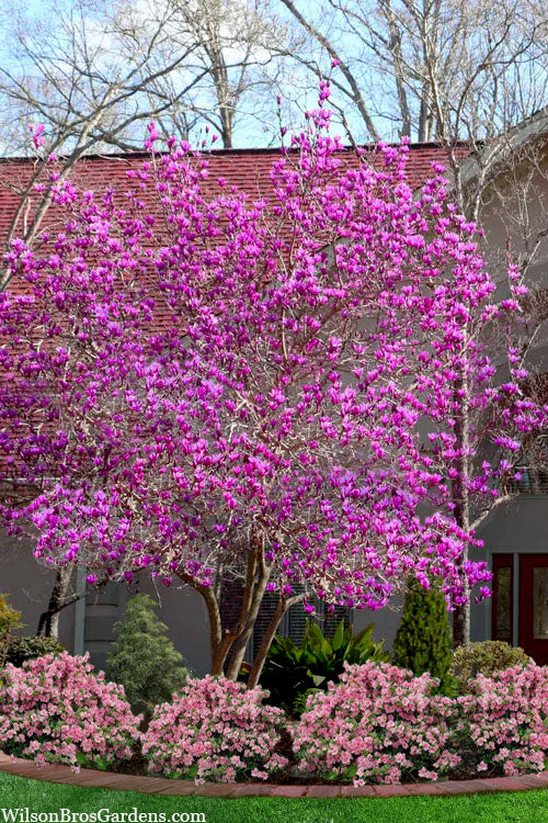  Jane Magnolia Tulip Tree - 5 Gallon Pot