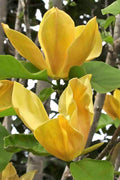  Judy Zuk Yellow Magnolia (Tulip Tree) - 7 Gallon Pot (5-6')