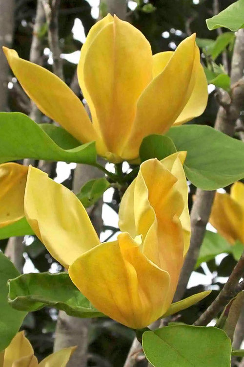  Judy Zuk Yellow Magnolia (Tulip Tree) - 3 Gallon Pot