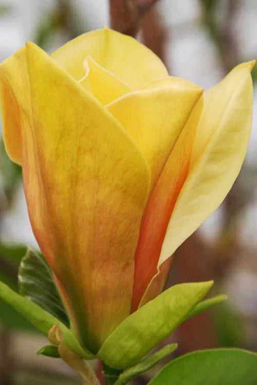 Judy Zuk Yellow Magnolia (Tulip Tree) - 3 Gallon Pot