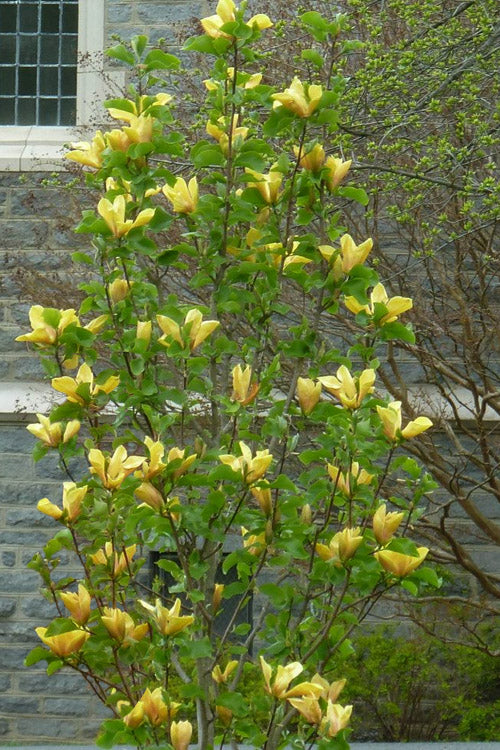  Judy Zuk Yellow Magnolia (Tulip Tree) - 7 Gallon Pot (5-6')