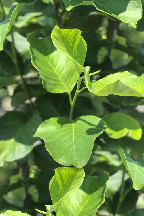  Sunsation Yellow Magnolia (Tulip Tree) - 7 Gallon Pot (4-5')