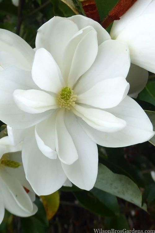  Inspiration Magnolia - 2 Gallon Pot