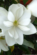  Inspiration Magnolia - 2 Gallon Pot