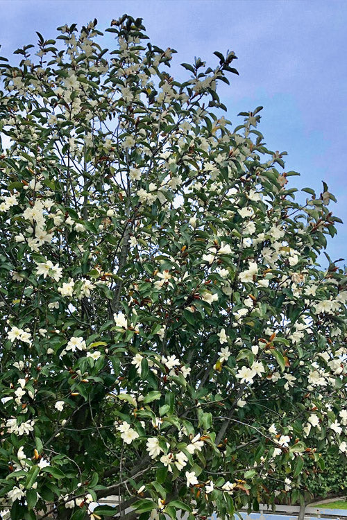  Inspiration Magnolia - 2 Gallon Pot
