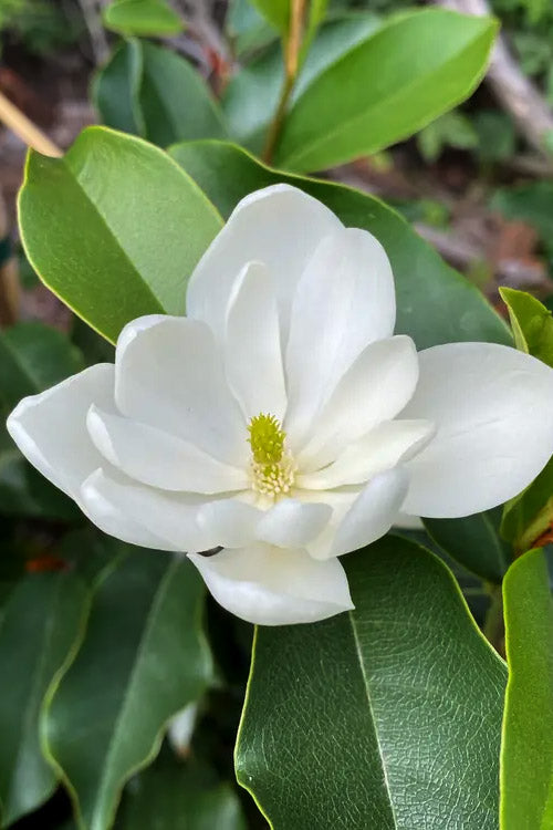  Inspiration Magnolia (Multi Trunk Tree Form) - 7 Gallon Pot (5-6')
