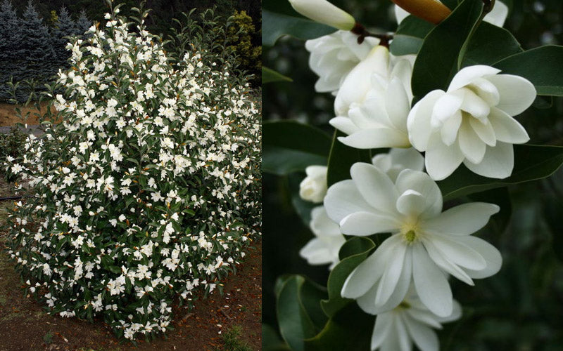  Inspiration Magnolia - 2 Gallon Pot