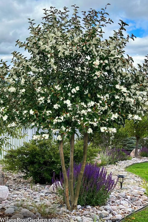  Inspiration Magnolia (Multi Trunk Tree Form) - 7 Gallon Pot (5-6')
