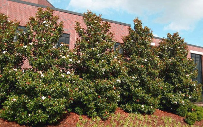  Kay Parris Southern Magnolia - 2 Gallon Pot