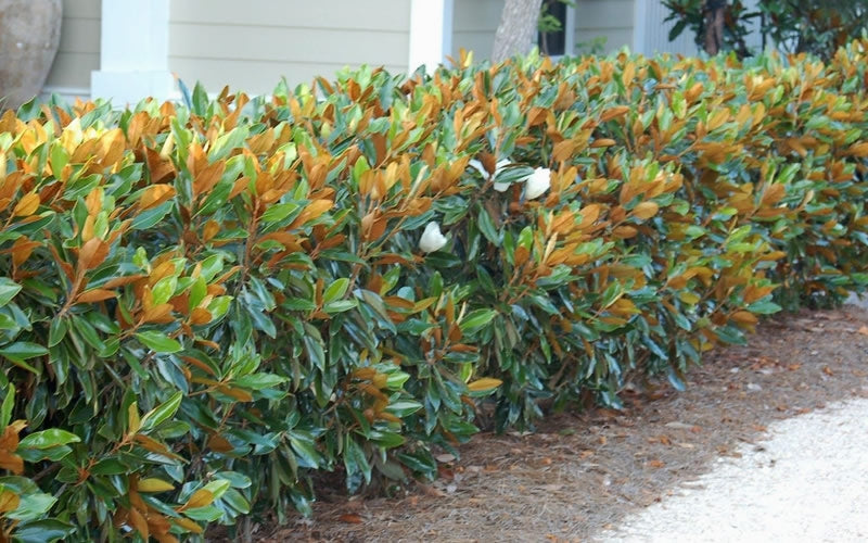  Little Gem Dwarf Southern Magnolia - 3 Gallon Pot (2-2.5')