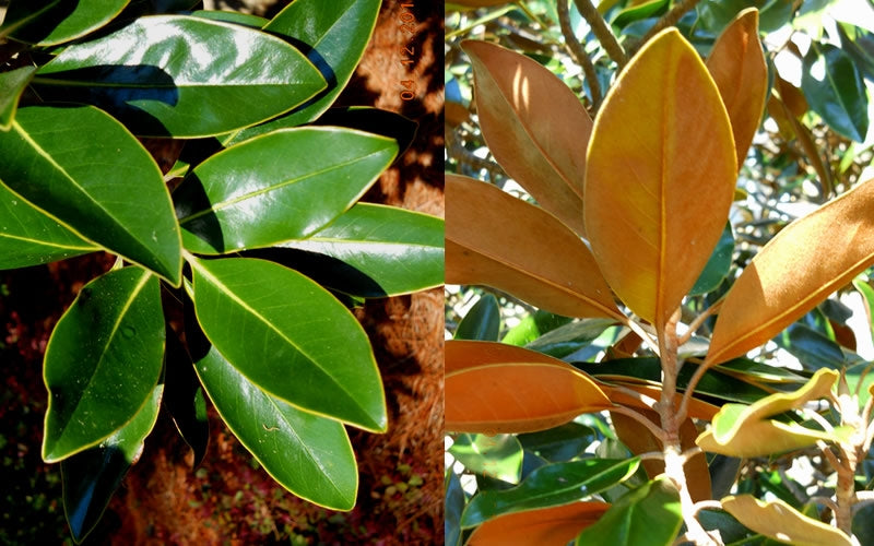  Little Gem Dwarf Southern Magnolia - 7 Gallon Pot (6-7')