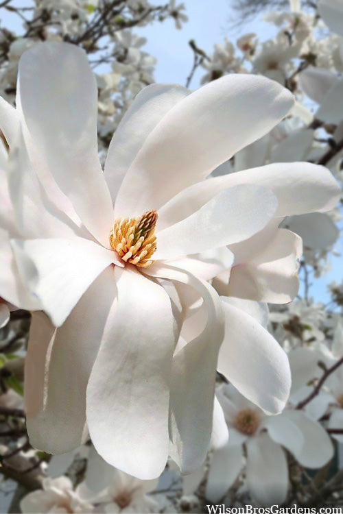  Dr. Merrill Magnolia Tree - 1 Gallon Pot