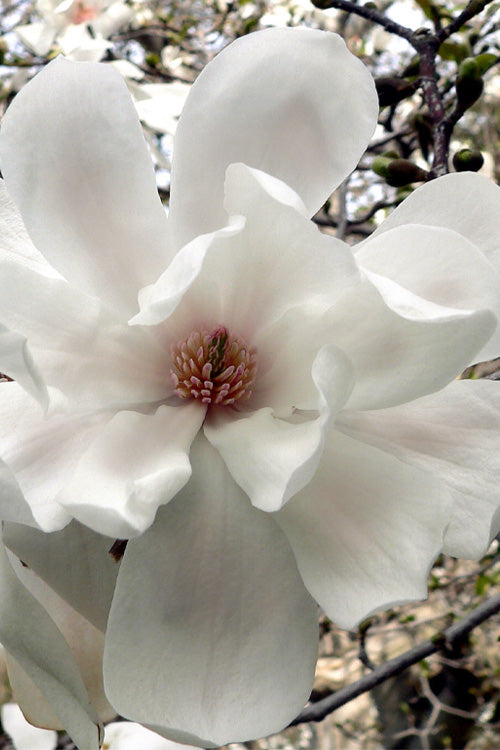  Dr. Merrill Magnolia Tree - 3 Gallon Pot