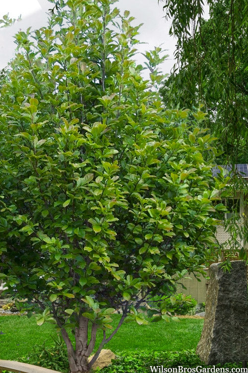  Dr. Merrill Magnolia Tree - 3 Gallon Pot