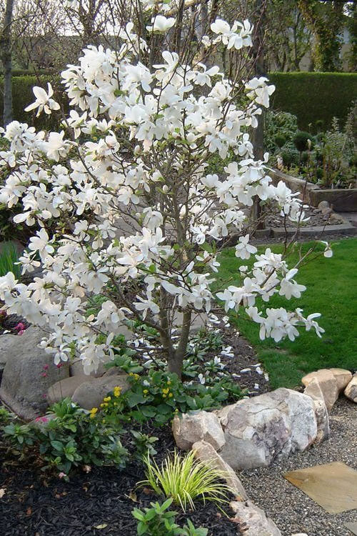  Dr. Merrill Magnolia Tree - 7 Gallon Pot (6-7')