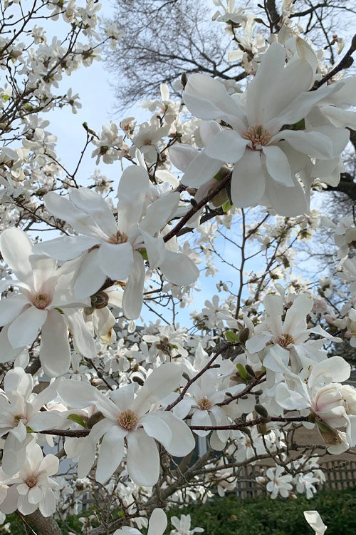  Dr. Merrill Magnolia Tree - 3 Gallon Pot
