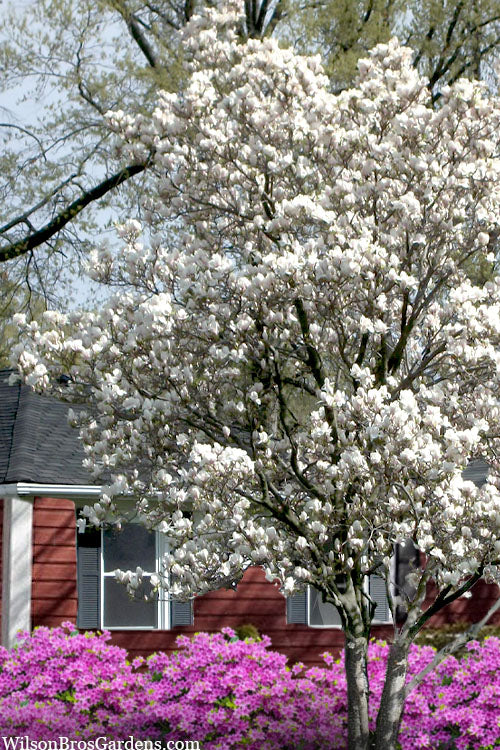  Dr. Merrill Magnolia Tree - 1 Gallon Pot