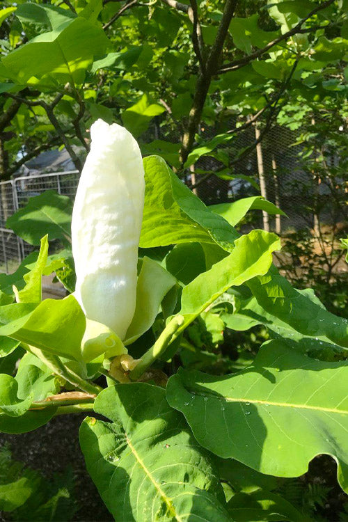  Ashe's Dwarf Bigleaf Magnolia - 3 Gallon Pot