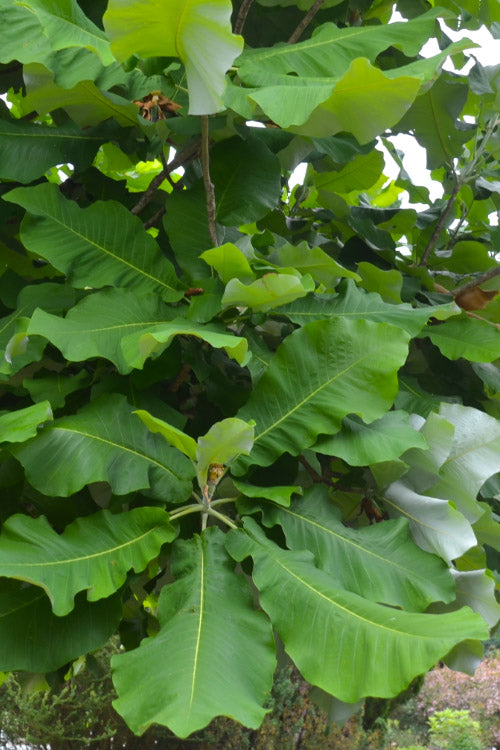  Ashe's Dwarf Bigleaf Magnolia - 3 Gallon Pot