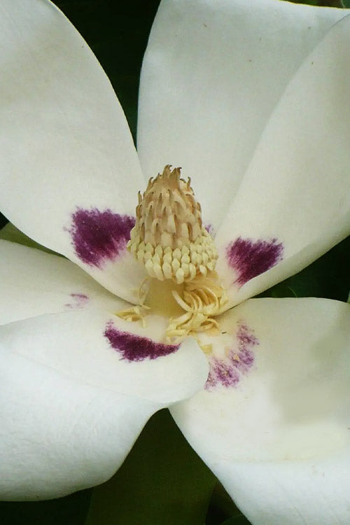  Ashe's Dwarf Bigleaf Magnolia - 3 Gallon Pot