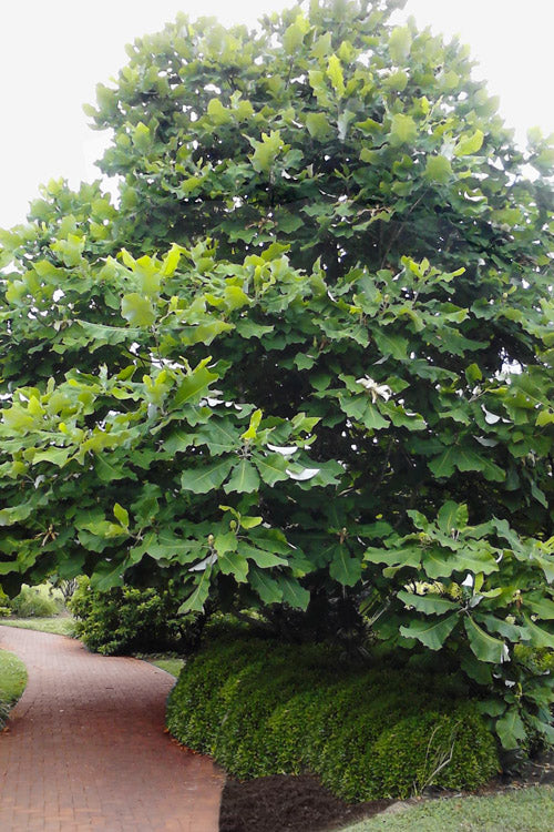  Ashe's Dwarf Bigleaf Magnolia - 3 Gallon Pot
