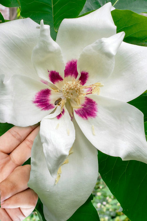  Ashe's Dwarf Bigleaf Magnolia - 3 Gallon Pot