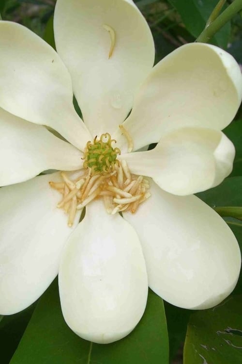  Moonglow Sweetbay Magnolia Tree (Magnolia Virginiana 'Jim Wilson') - 1 Gallon Pot