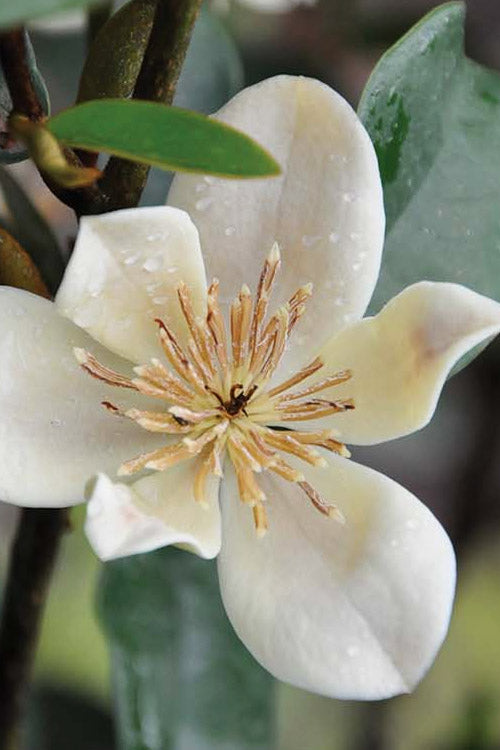  Serendipity Banana Shrub (Magnolia Figo) - 7 Gallon Pot