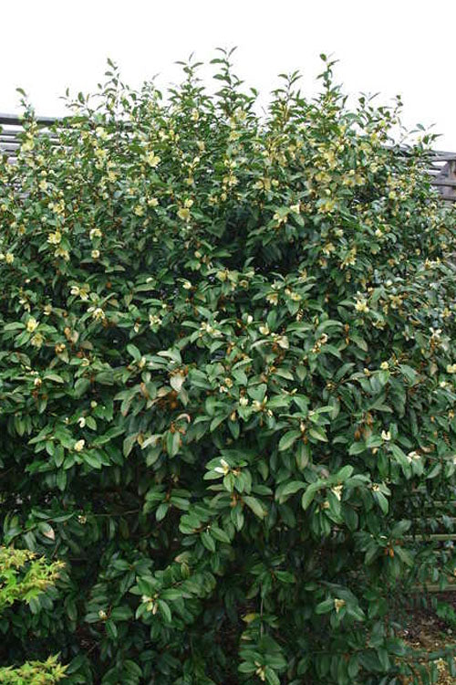 Serendipity Banana Shrub (Magnolia Figo) - 1 Gallon Pot