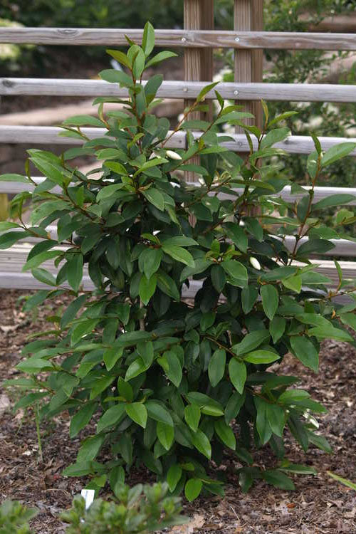  Serendipity Banana Shrub (Magnolia Figo) - 5 Gallon Pot