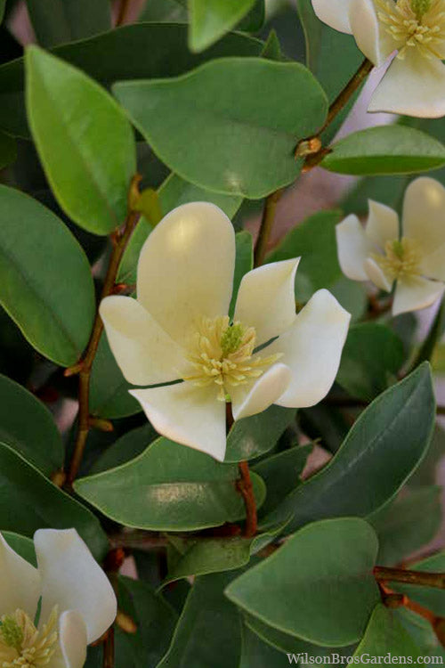  Serendipity Magnolia - Single Trunk Tree Form (Banana Shrub) - 7 Gallon Pot (5-6')