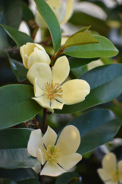  Serendipity Banana Shrub (Magnolia Figo) - 3 Gallon Pot