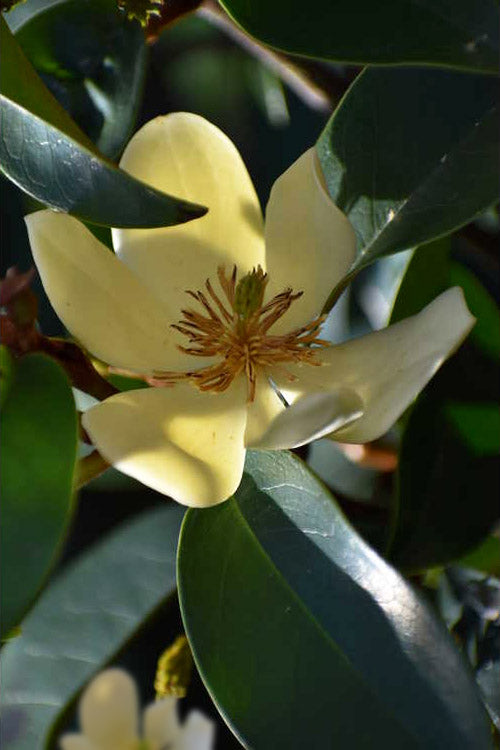  Serendipity Magnolia - Single Trunk Tree Form (Banana Shrub) - 7 Gallon Pot (5-6')