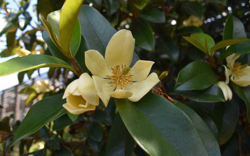  Serendipity Magnolia - Single Trunk Tree Form (Banana Shrub) - 7 Gallon Pot (5-6')