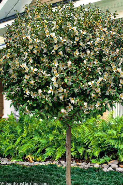  Serendipity Magnolia - Single Trunk Tree Form (Banana Shrub) - 7 Gallon Pot (5-6')