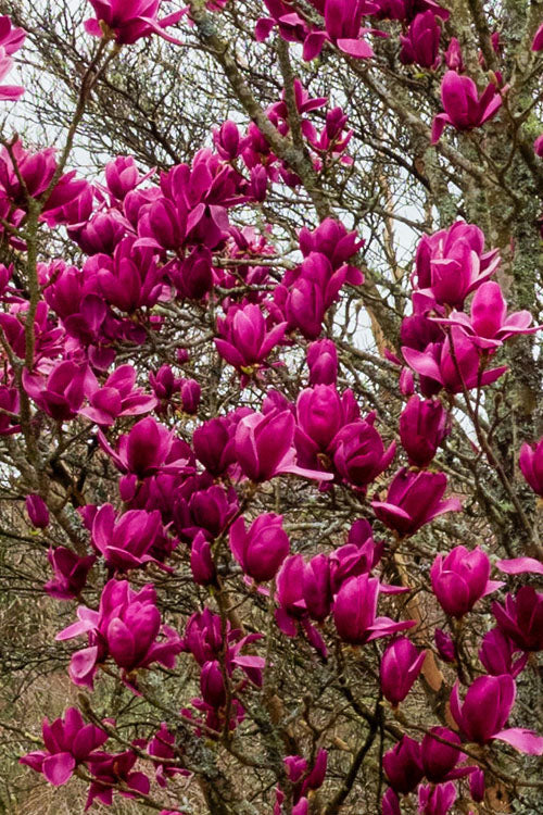  Shirazz Magnolia (Tulip Tree) - 7 Gallon Pot