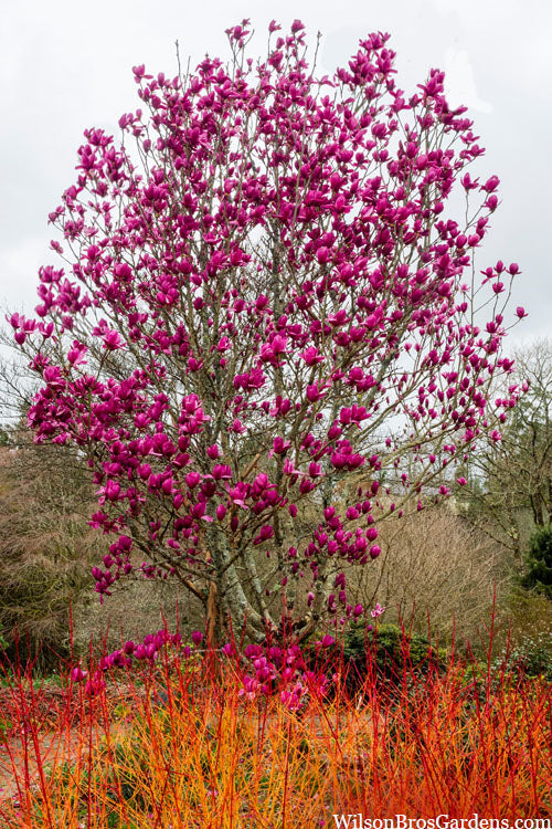  Shirazz Magnolia (Tulip Tree) - 7 Gallon Pot