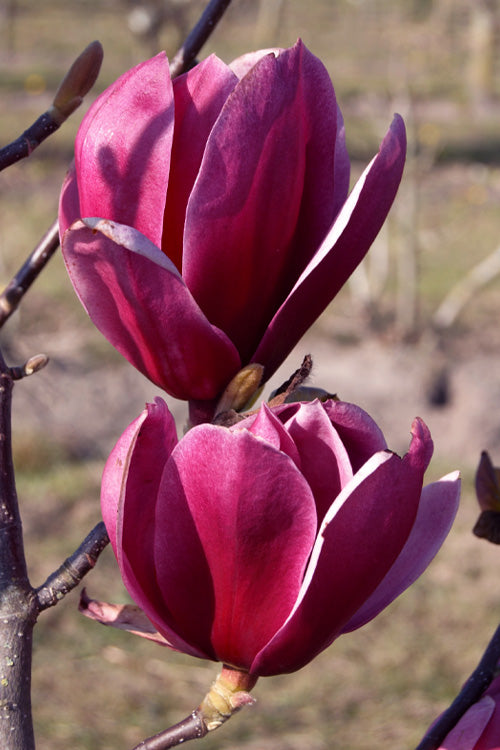  Shirazz Magnolia (Tulip Tree) - 7 Gallon Pot