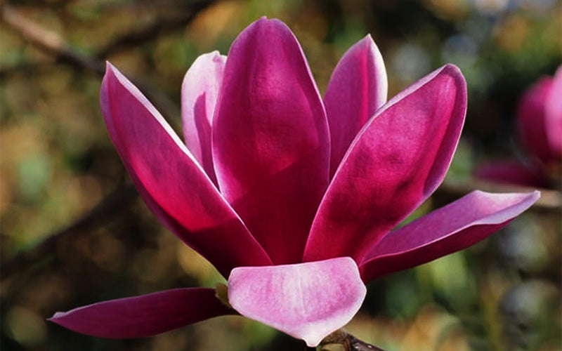  Shirazz Magnolia (Tulip Tree) - 7 Gallon Pot