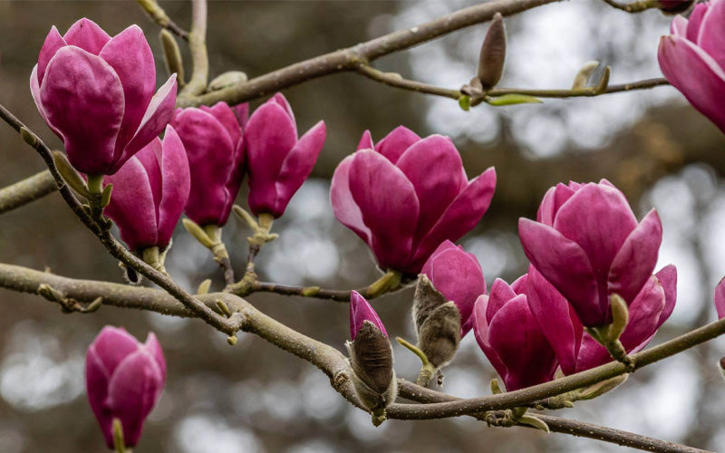  Shirazz Magnolia (Tulip Tree) - 7 Gallon Pot