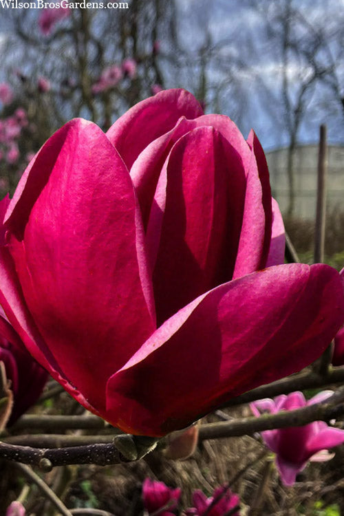  Shirazz Magnolia (Tulip Tree) - 7 Gallon Pot