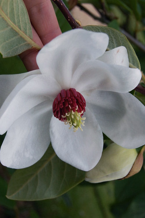  Oyama Magnolia - 7 Gallon Pot (4-5')