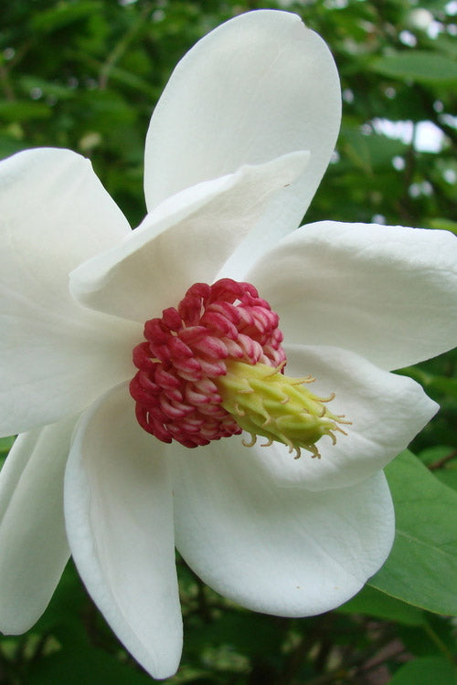  Oyama Magnolia - 7 Gallon Pot (4-5')