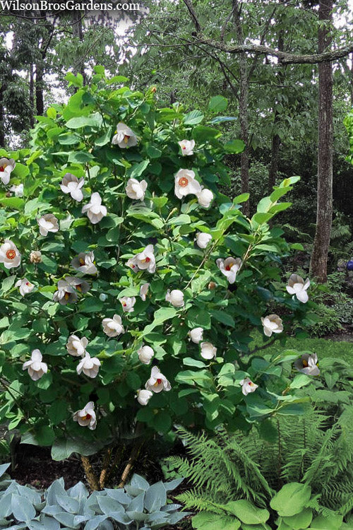  Oyama Magnolia - 7 Gallon Pot (4-5')