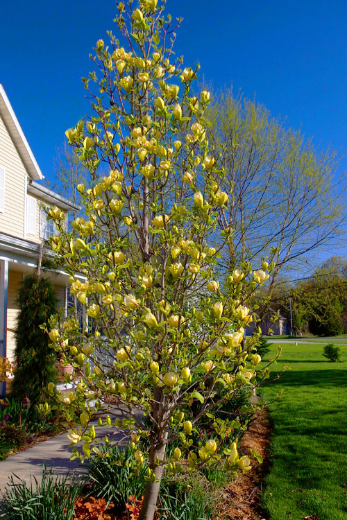  Sunsation Yellow Magnolia (Tulip Tree) - 7 Gallon Pot (3-4')