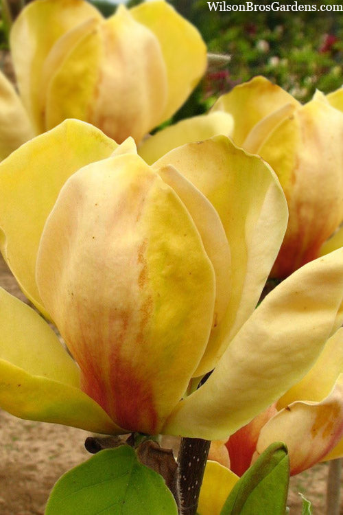  Sunsation Yellow Magnolia (Tulip Tree) - 3 Gallon Pot