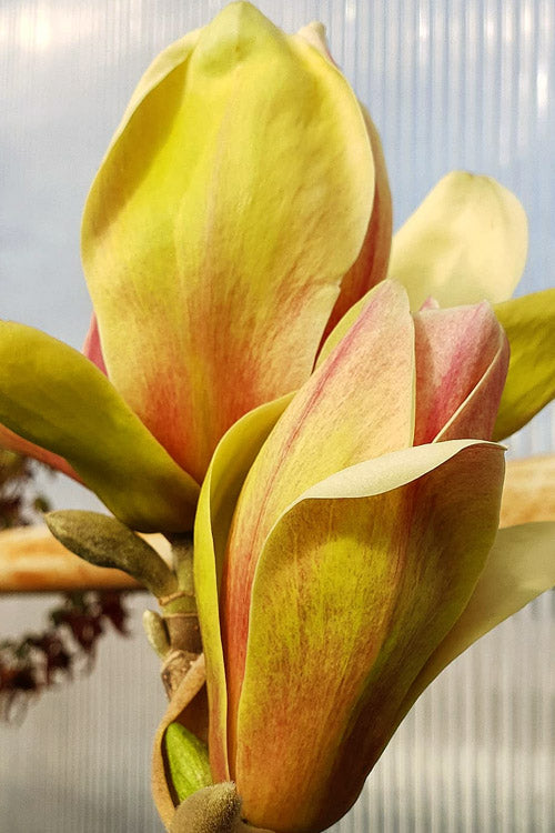  Sunsation Yellow Magnolia (Tulip Tree) - 7 Gallon Pot (3-4')
