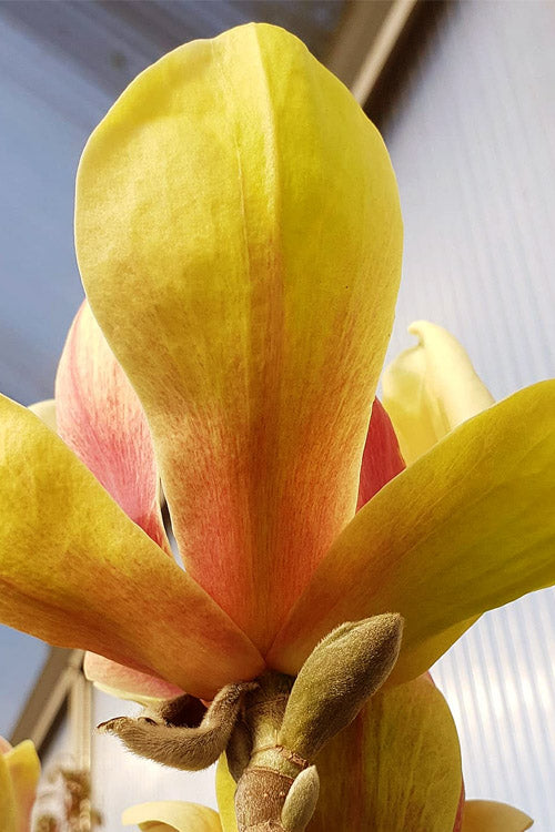  Sunsation Yellow Magnolia (Tulip Tree) - 7 Gallon Pot (4-5')